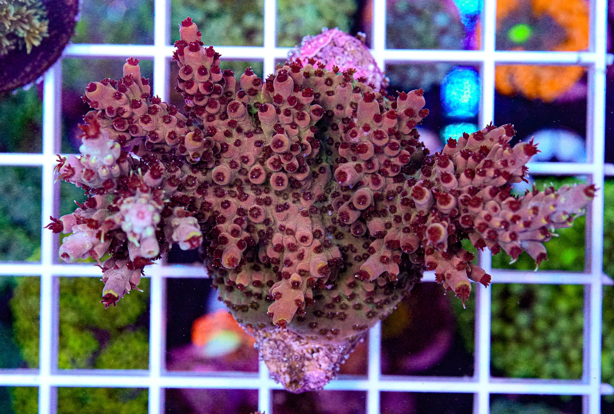 Ultra Acropora Colony