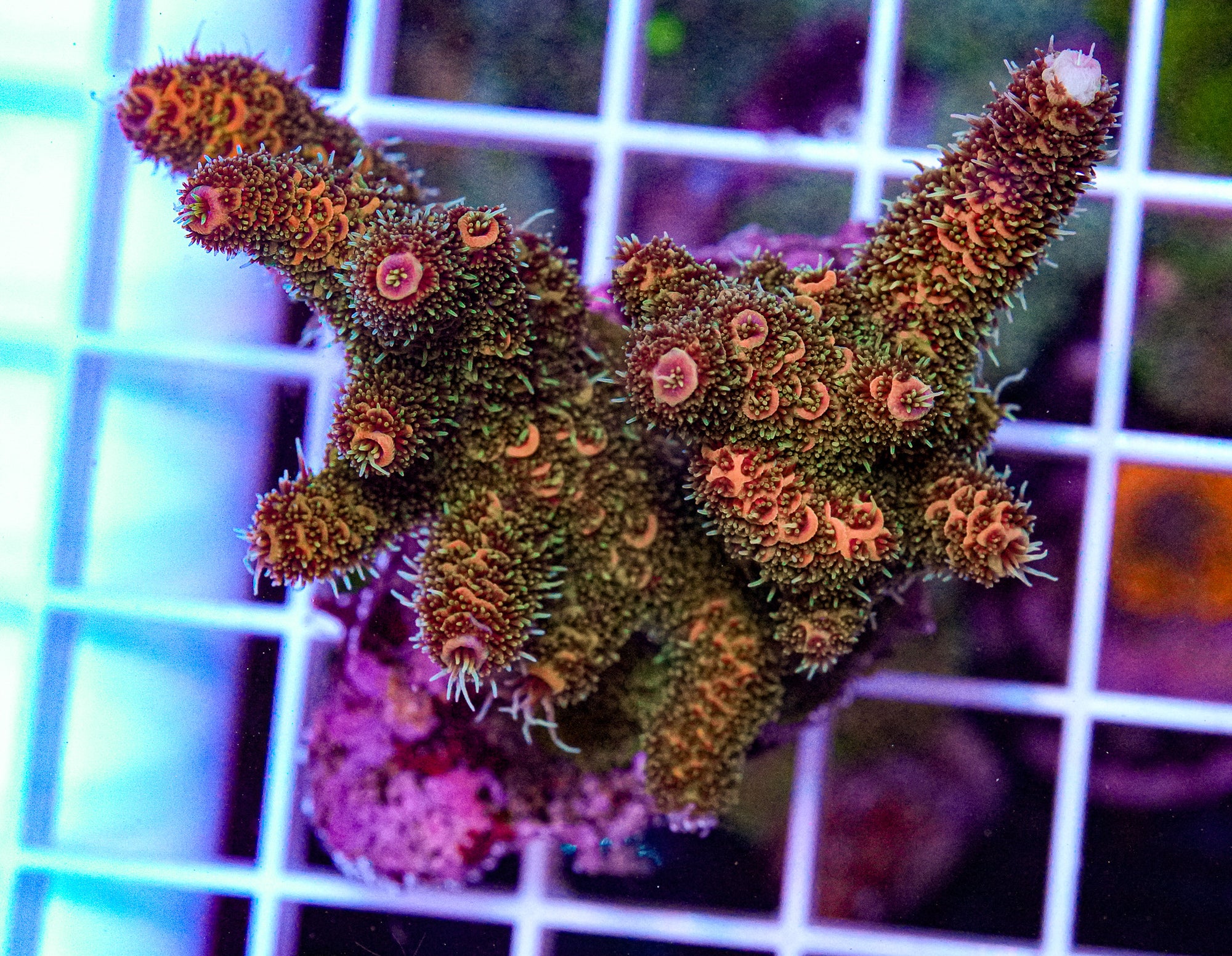 Ultra Millipora