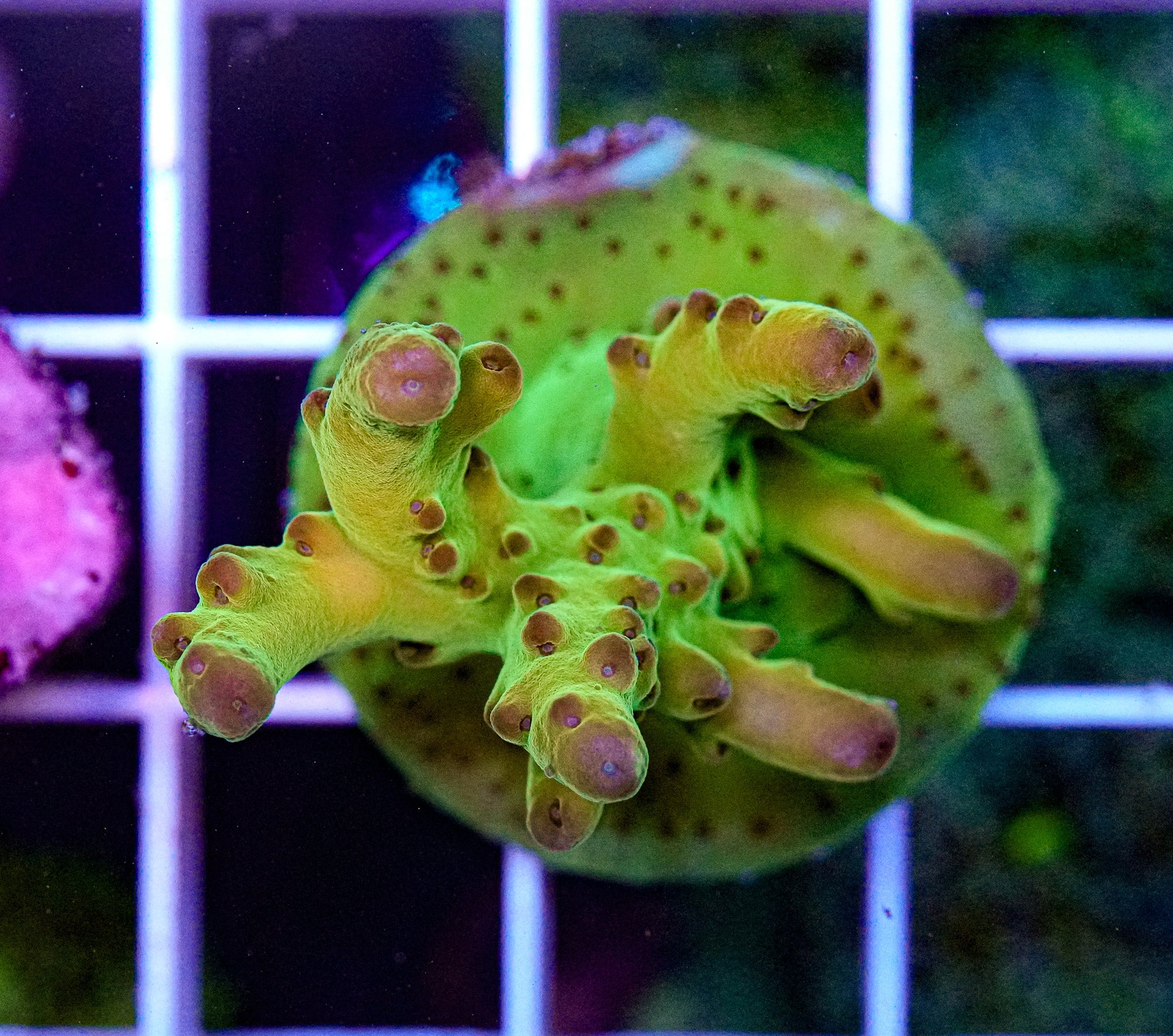 Ultra Acropora