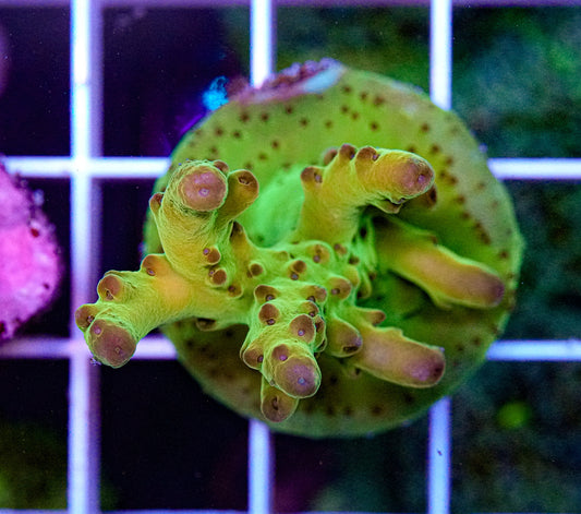 Ultra Acropora