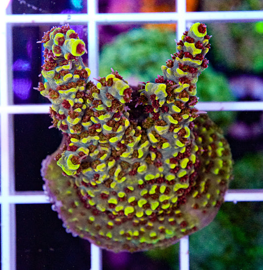Ultra Acropora