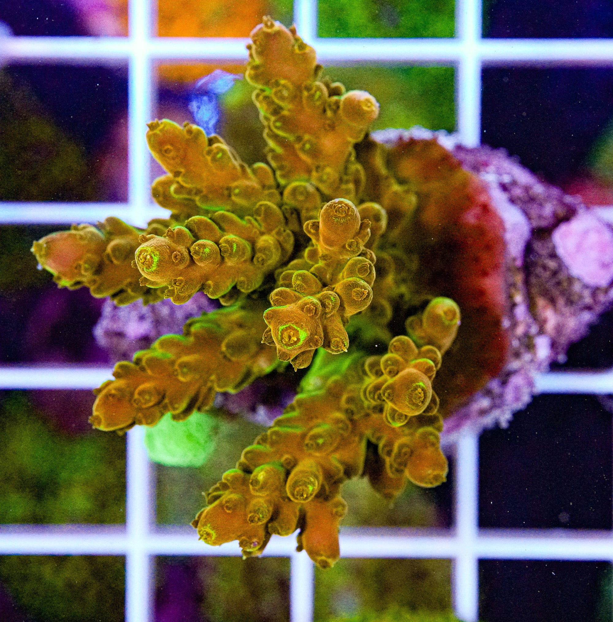 Ultra Acropora