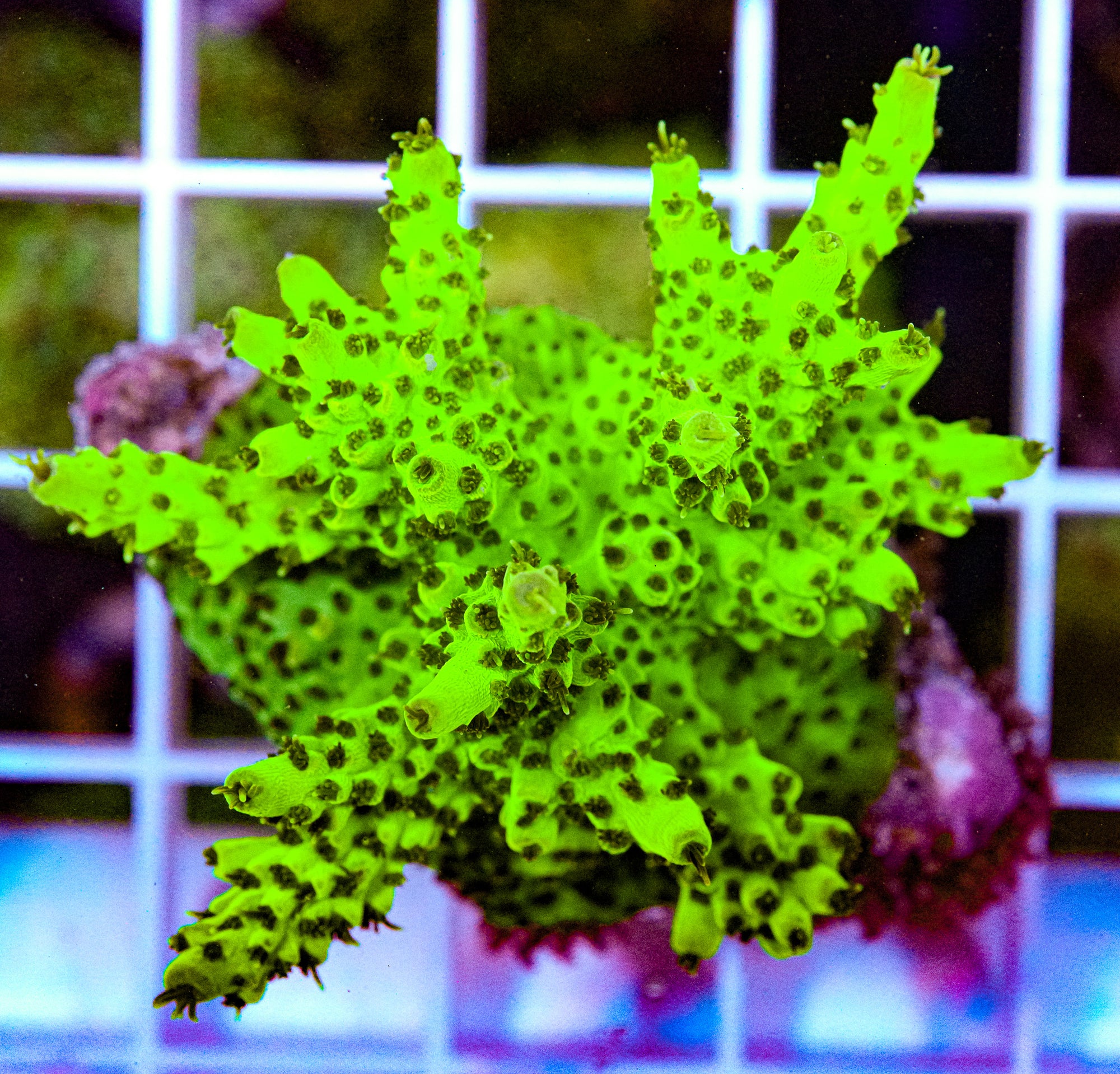 Ultra Acropora