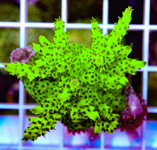 Ultra Acropora
