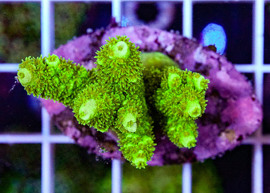 Ultra Acropora