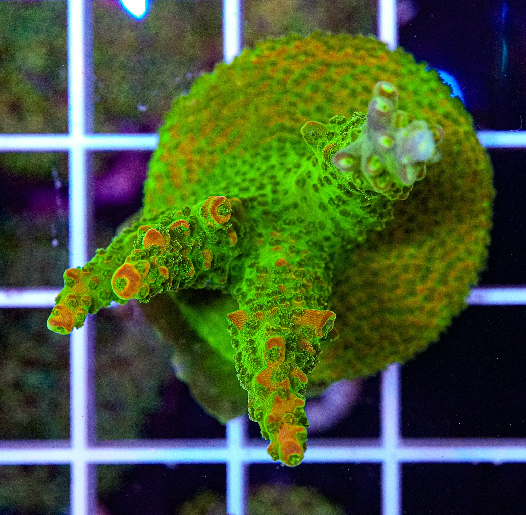Ultra Acropora