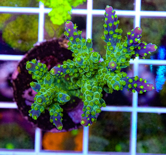 Tri-Color Acropora