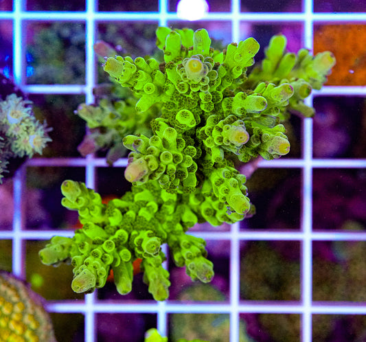Frogskin Acropora Colony