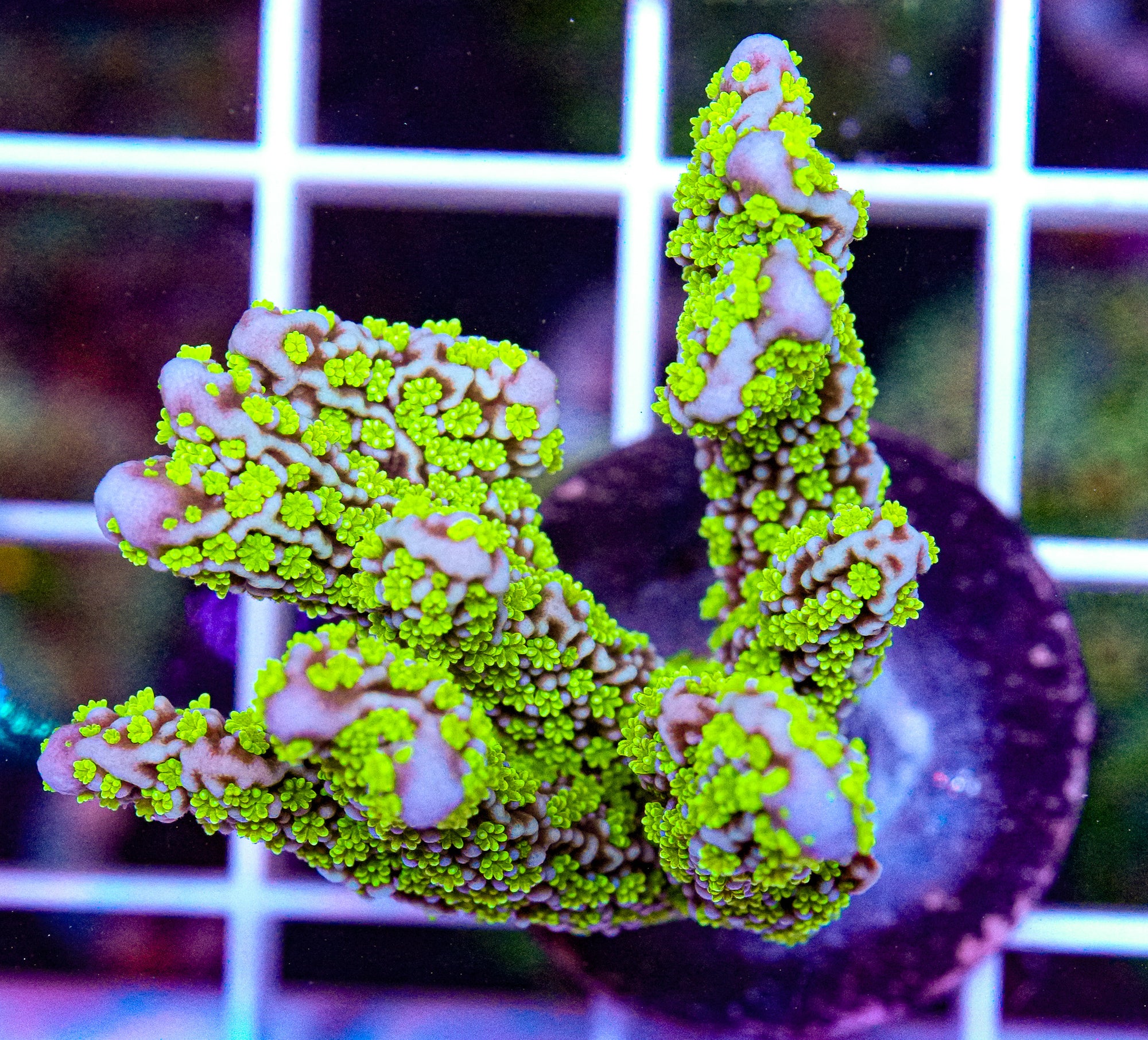 Tubbs Stellata Montipora