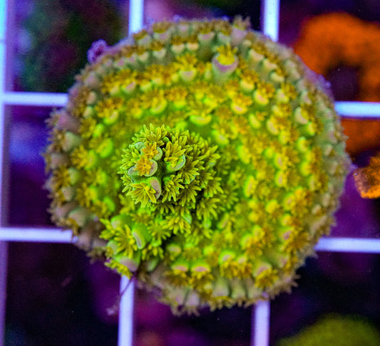 WD Acropora
