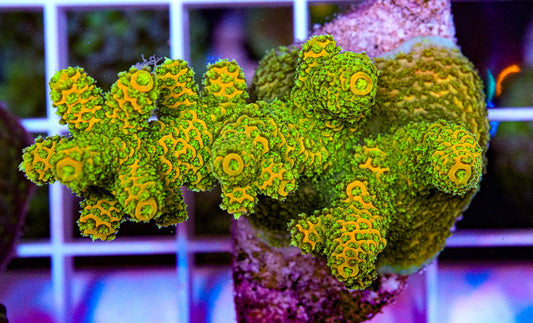 ULTRA Millipora