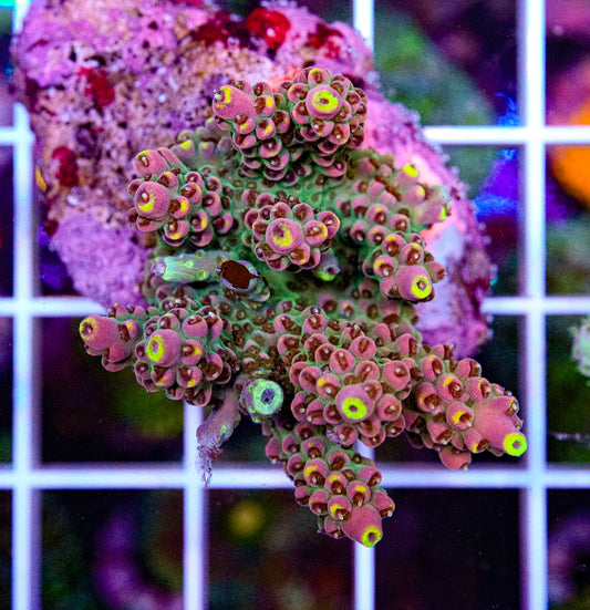 ULTRA Acropora