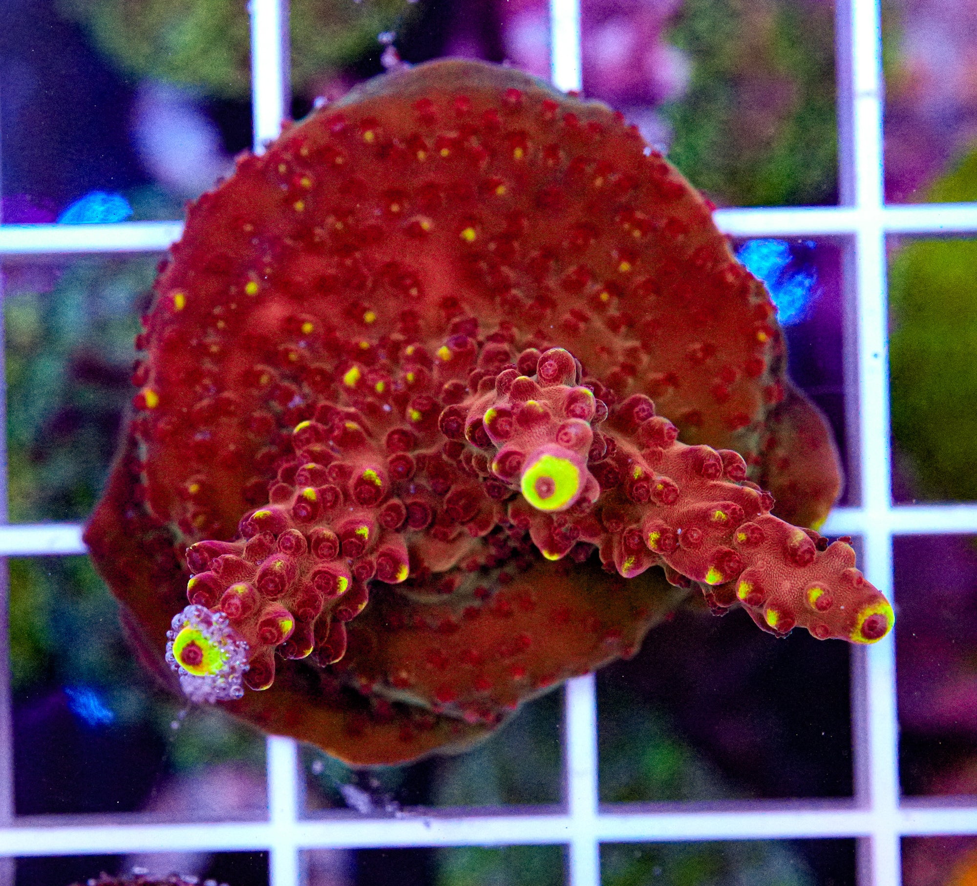 Foxflame Acropora