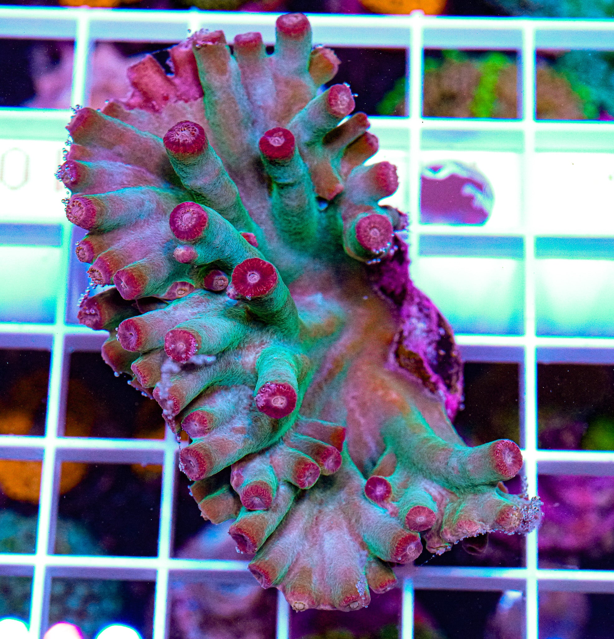 Hero Coral, Turbinaria heronensis
