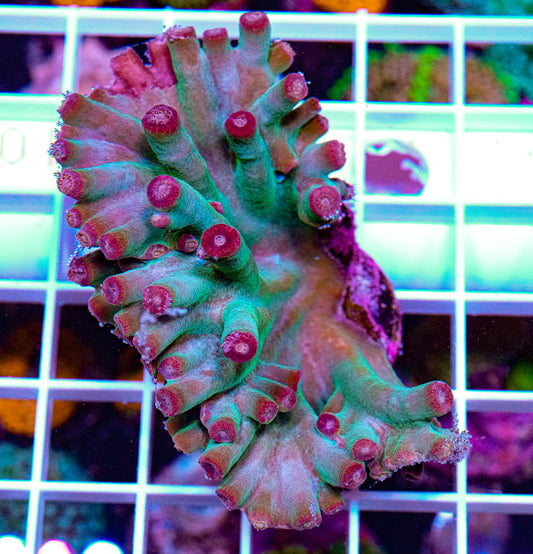 Hero Coral, Turbinaria heronensis