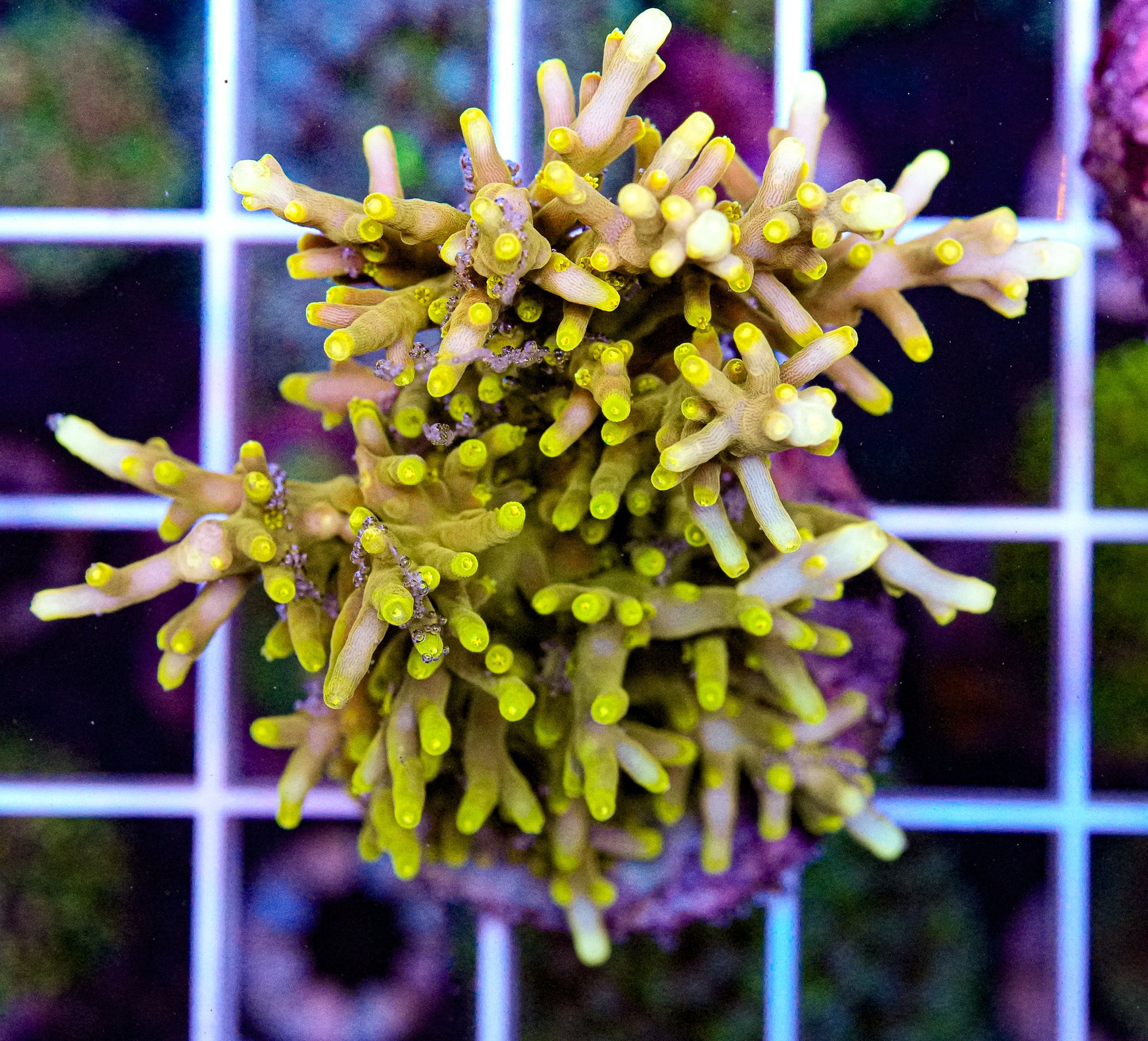 Deep Water Acropora