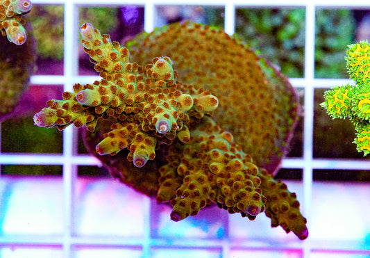Ultra Acropora