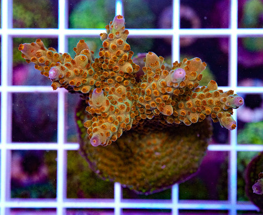Ultra Acropora