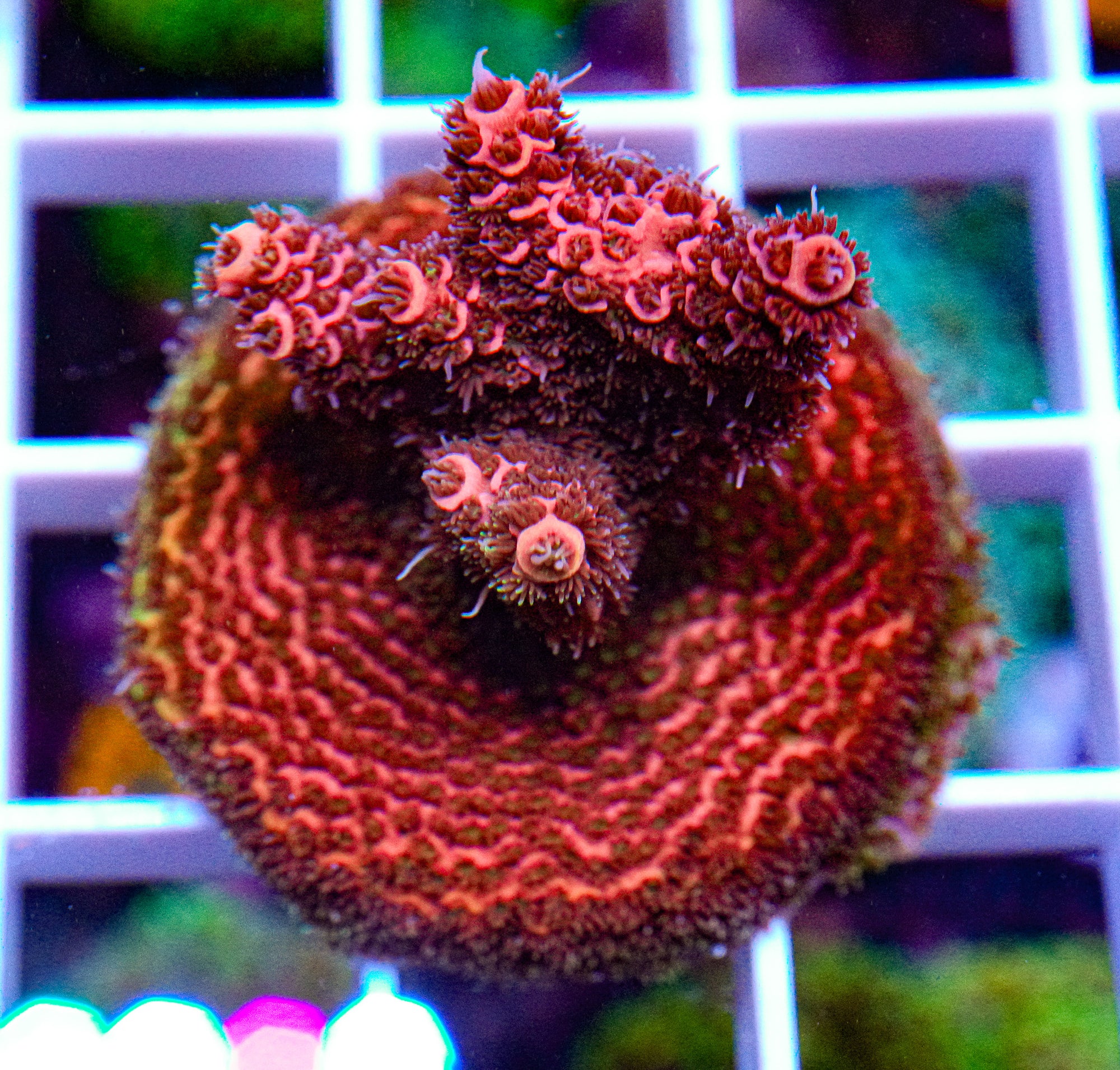 Ultra Millipora