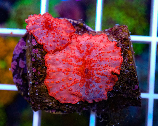 Valentine Disco Mushroom