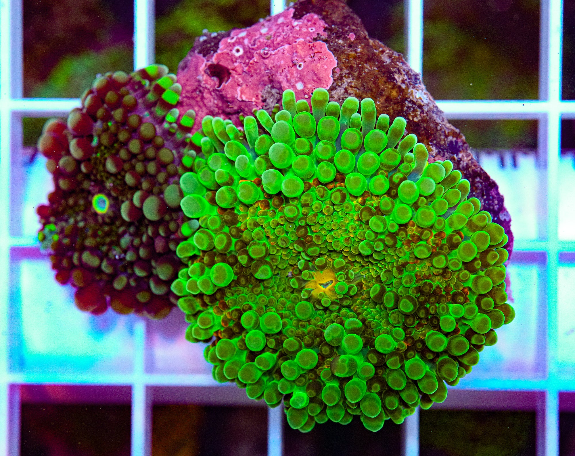 Insaneo Yuma Combo