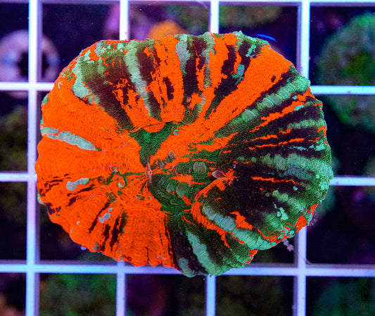 Ultra Scolymia