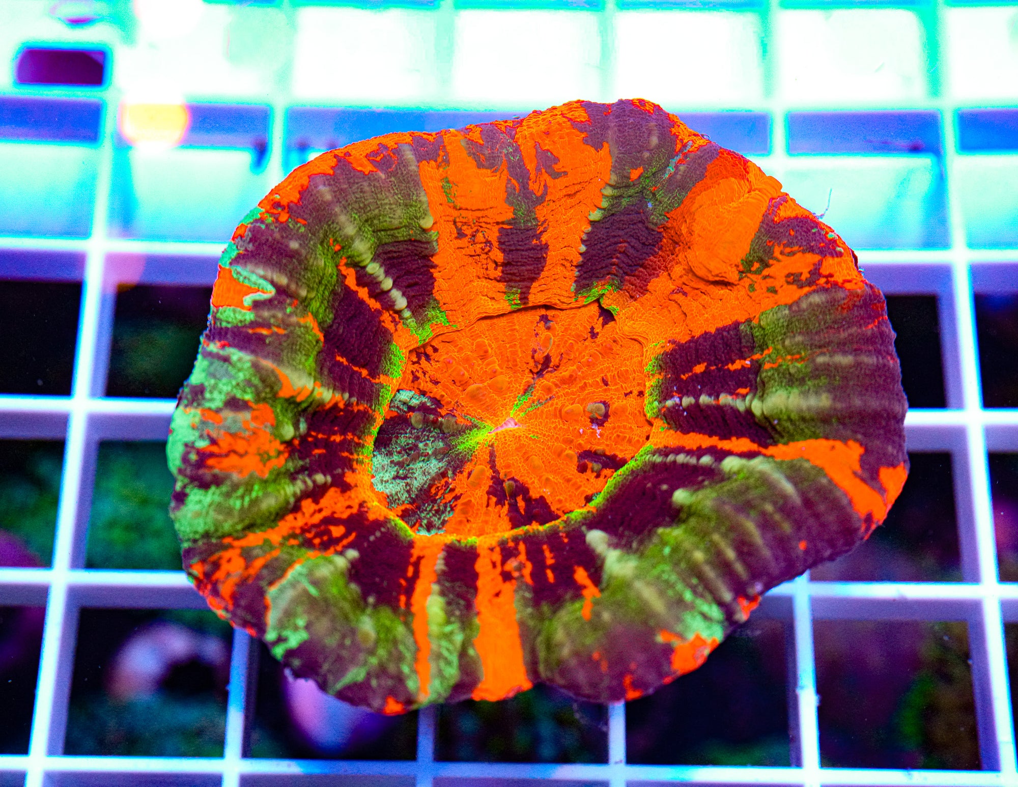 Ultra Master Scolymia