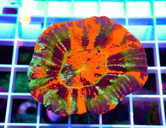 Ultra Master Scolymia