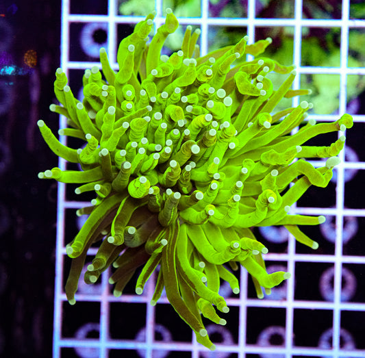 Grafted HG Torch