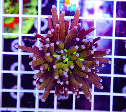 Green Center Torch