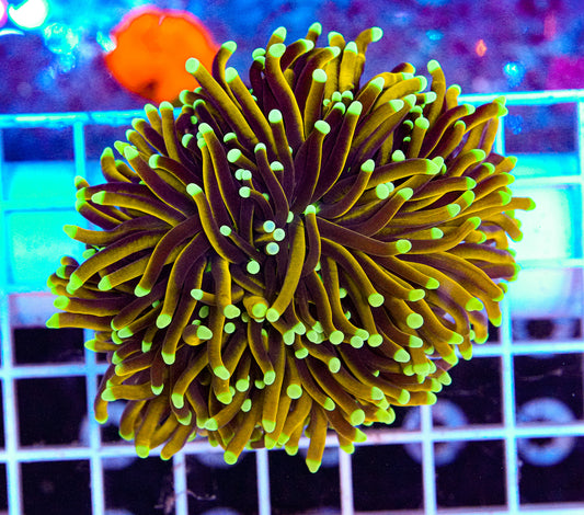 Aussie Fat Head Gold Torch