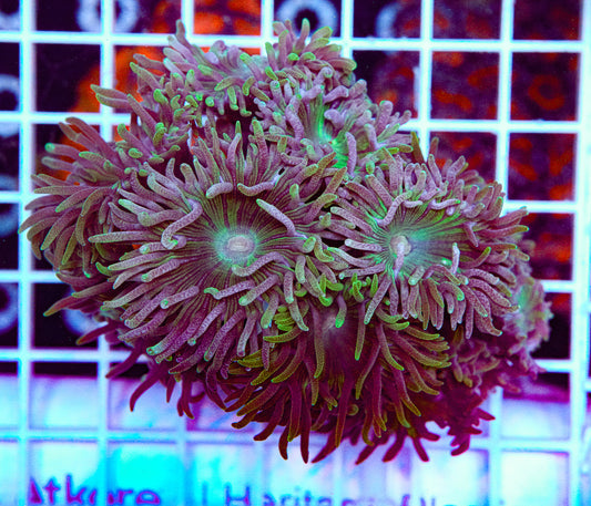 Ultra Duncan Colony