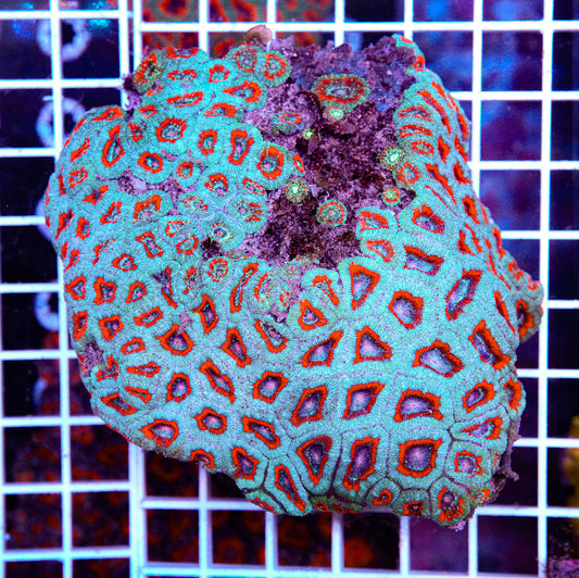 Micromussa Colony