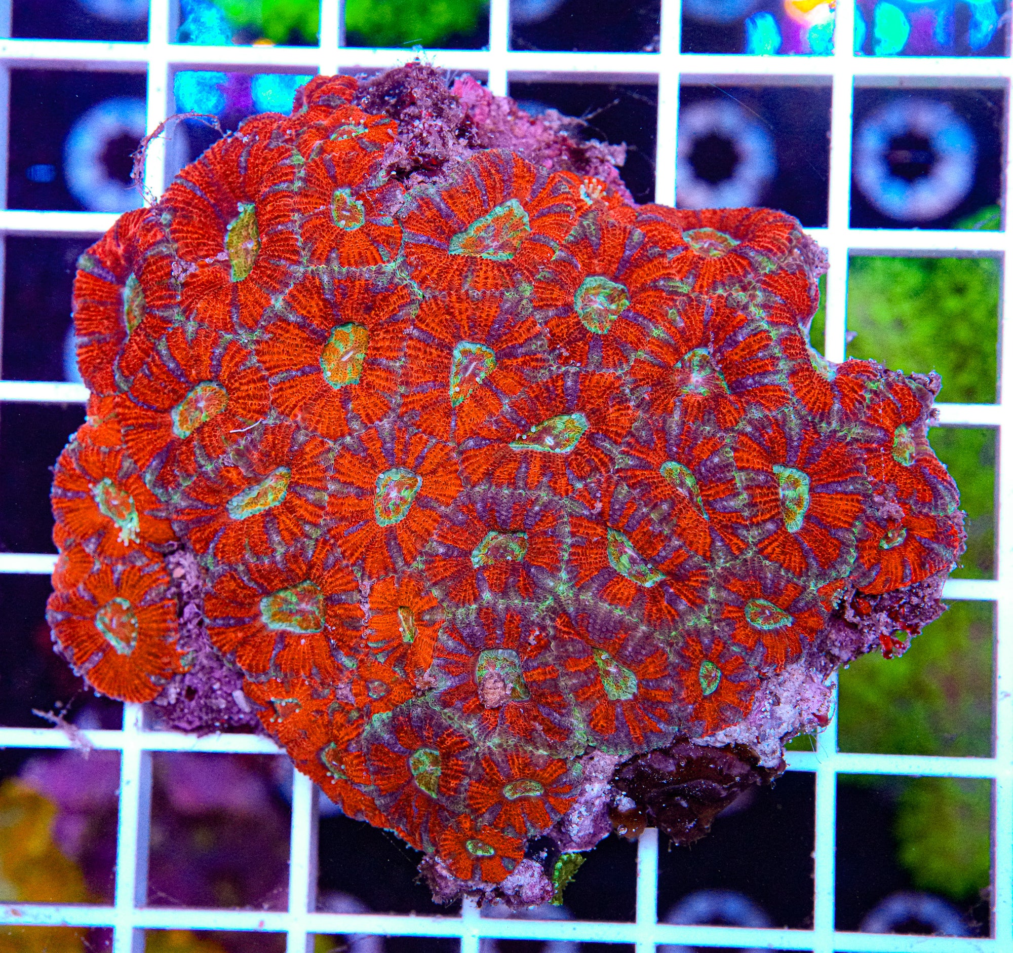 Rainbow Micromussa Colony
