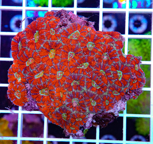 Rainbow Micromussa Colony