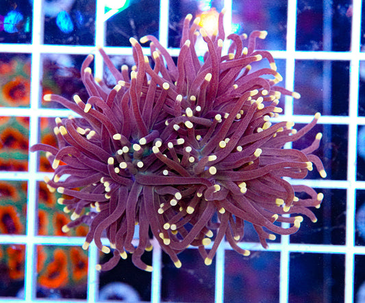 True Purple Torch