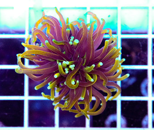 Ultra Gold Torch