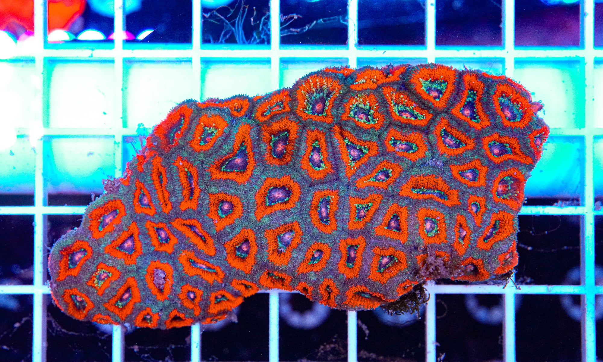 Micromussa Colony
