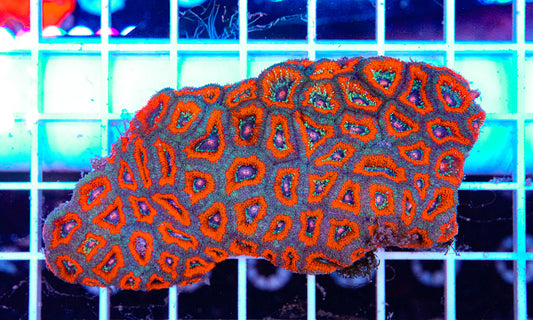 Micromussa Colony