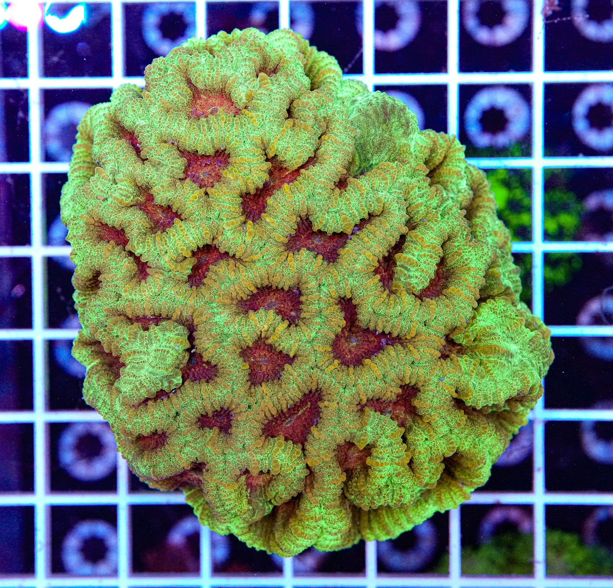 XXL Puffy Favia