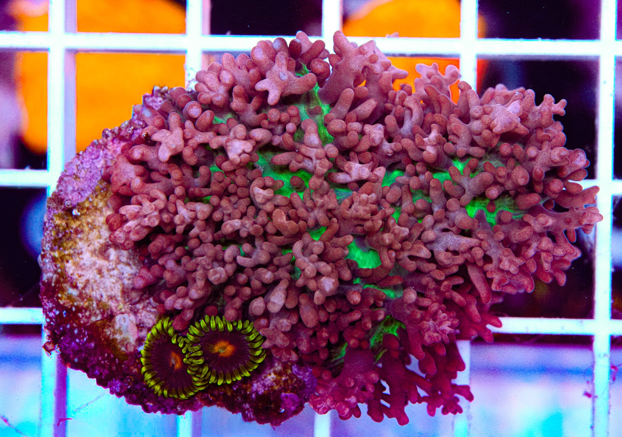 Hairy Mushroom w/ Zoas