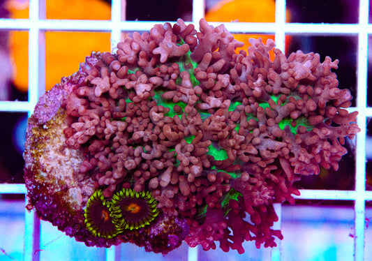 Hairy Mushroom w/ Zoas