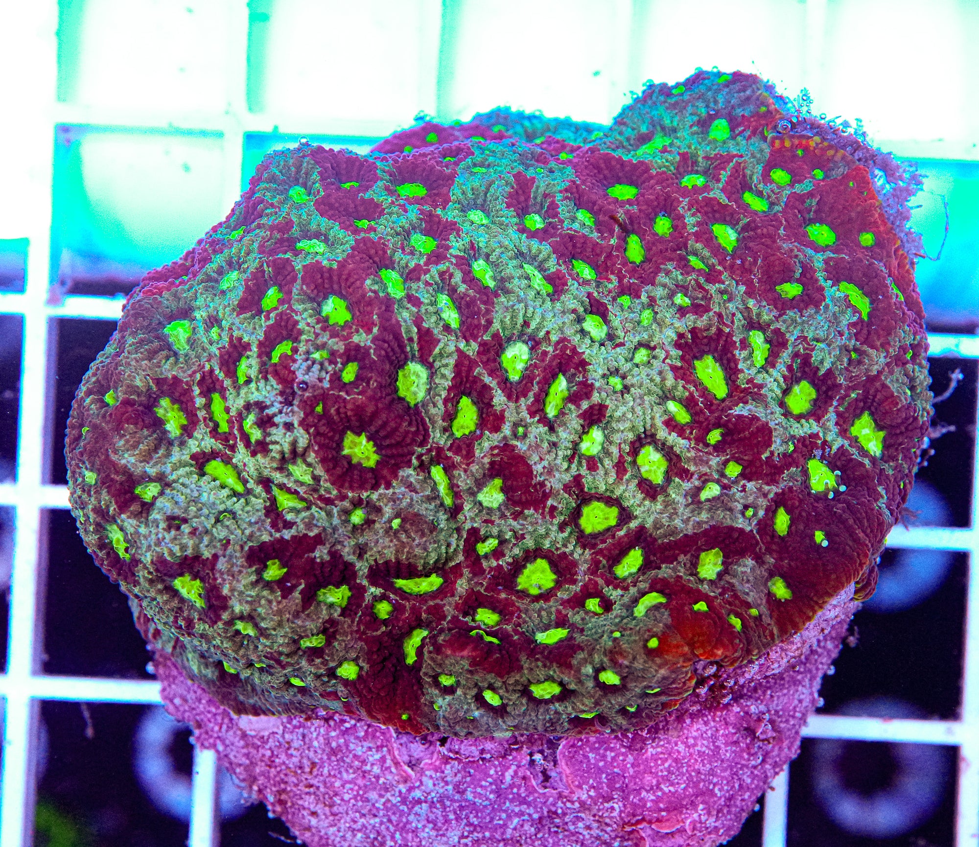 Favia Colony