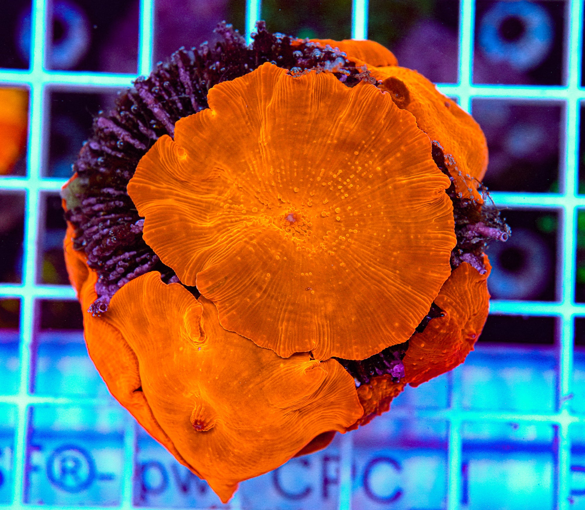 Disco Mushroom Rock