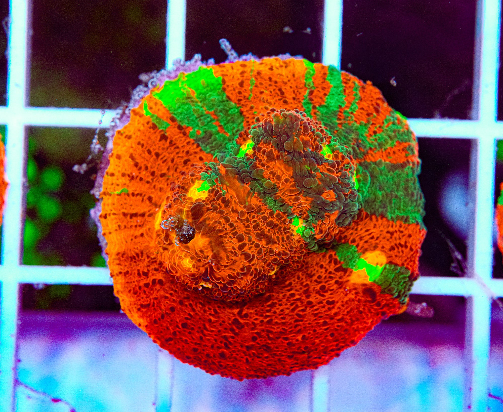 Grafted Jellybean Chalice