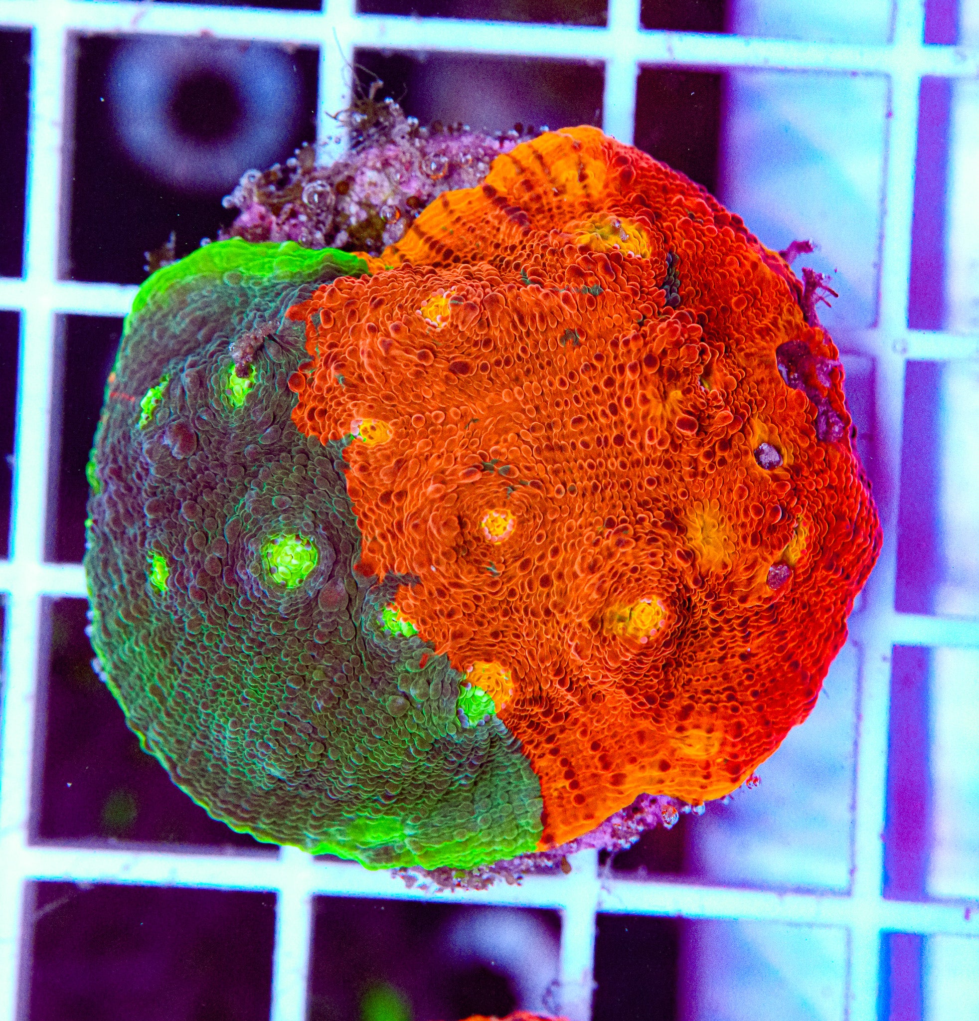 Grafted Jellybean Chalice