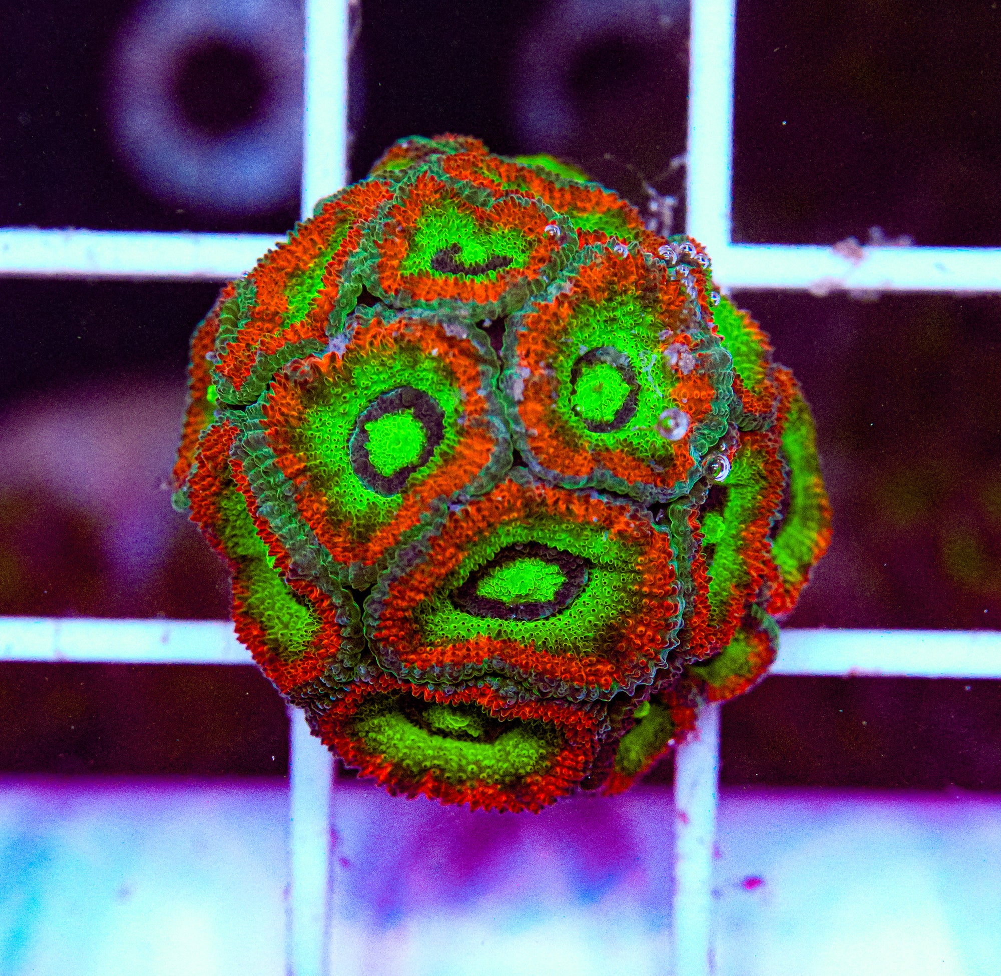 HG Micromussa