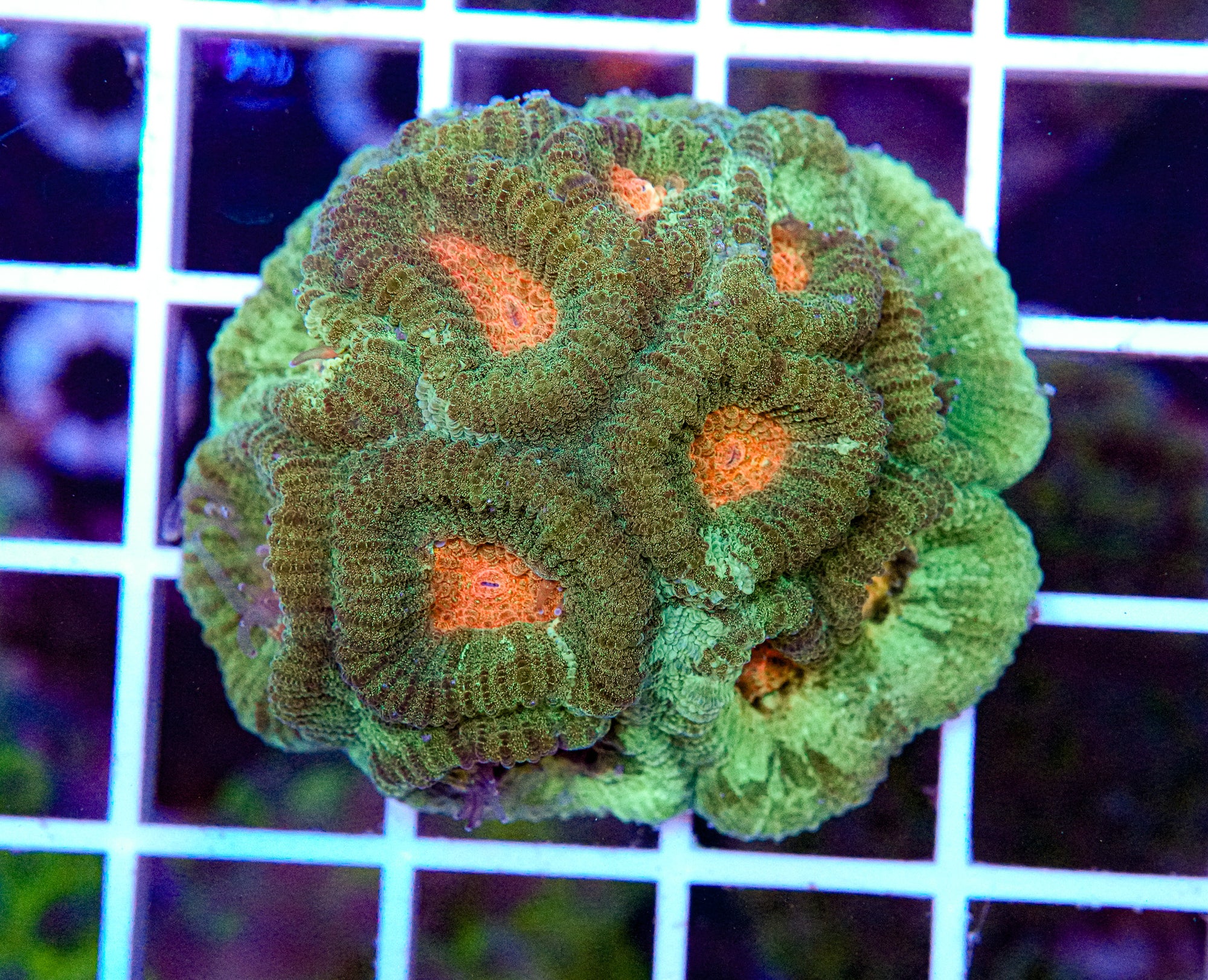 Puffy Favia