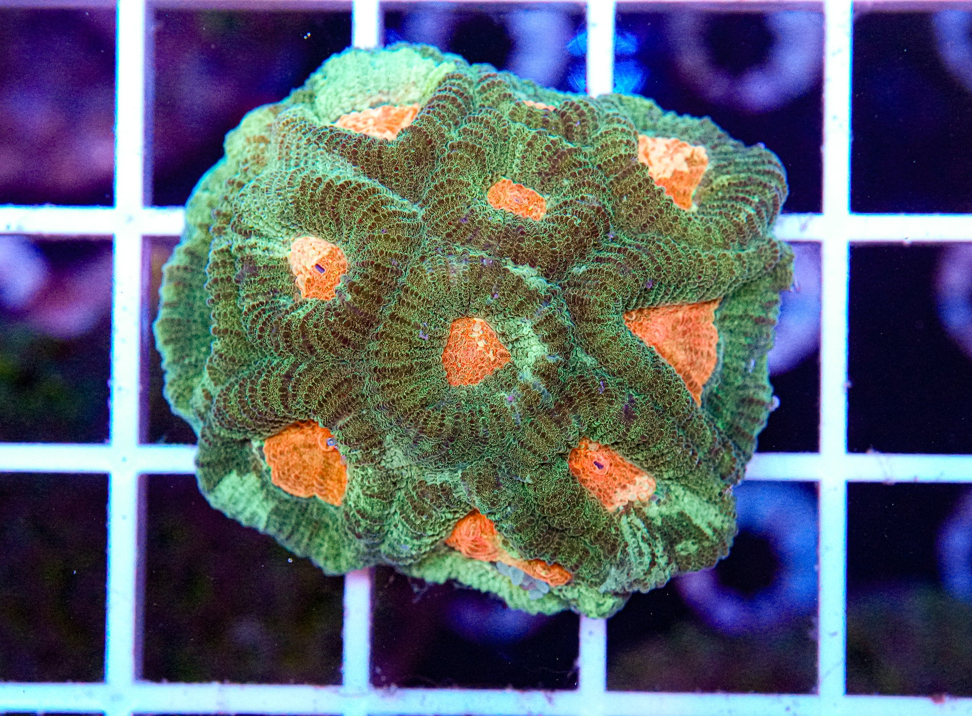 Puffy Favia