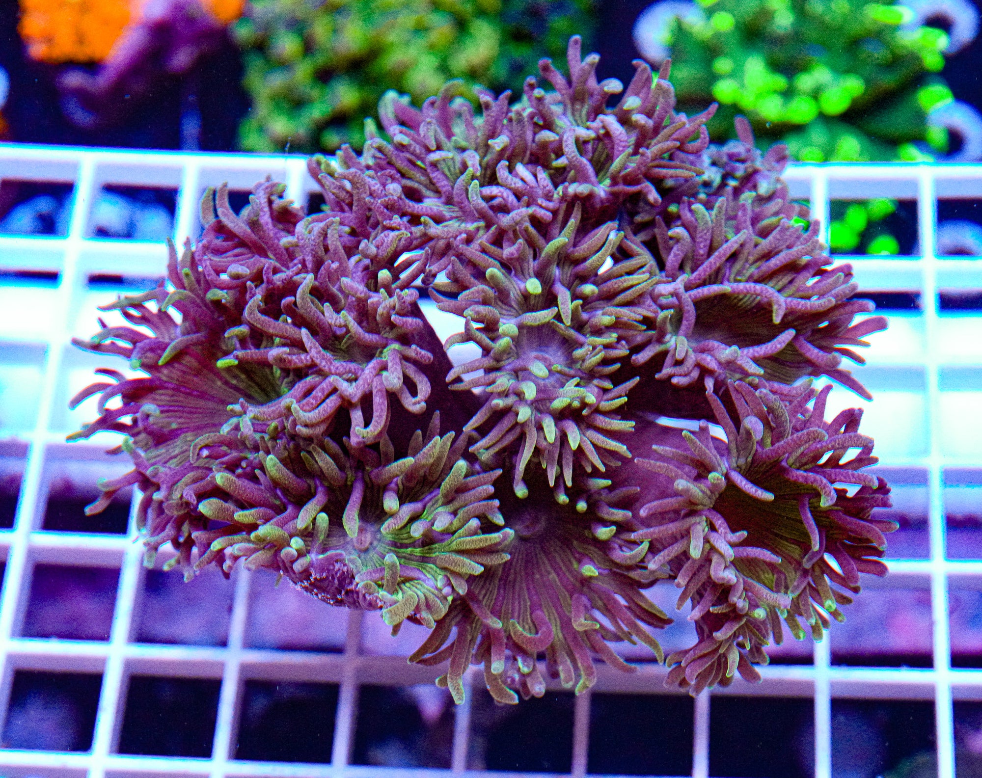 Purple Duncan